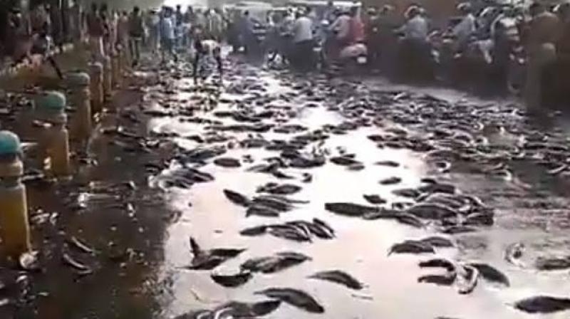 UP Kanpur Truck Carrying Fish Turns Turtle Locals Go Into Looting Frenzy UP Kanpur Truck Carrying Fish Turns Turtle Locals Go Into Looting Frenzy
