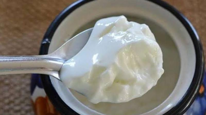 Curd Benefits 