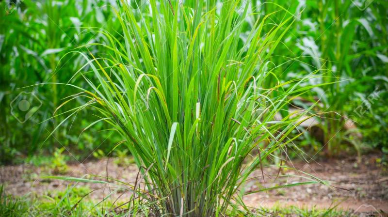 Lemon grass 