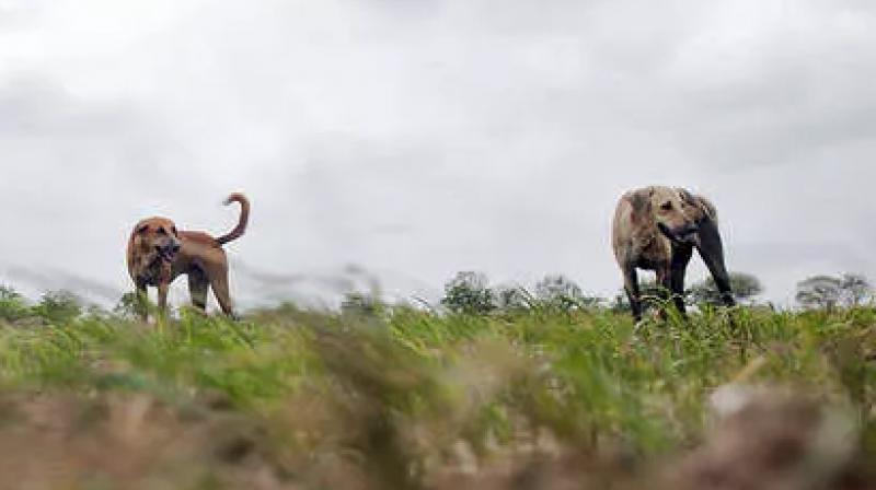 A mysterious disease is killing dogs in norway and no one knows why A mysterious disease is killing dogs in norway and no one knows why