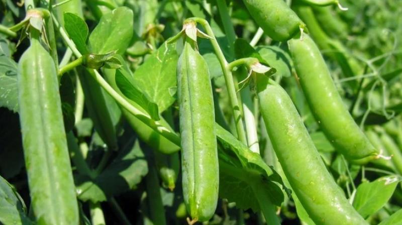 Expert advice for peas farming in himachal pradesh