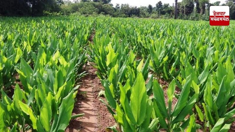 Turmeric Farming Turmeric Farming