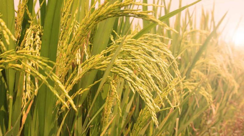 Paddy Paddy