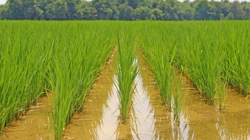 Crops Crops