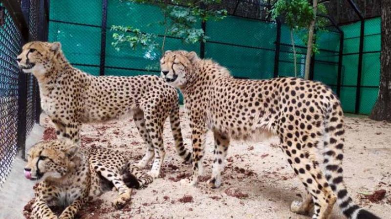 India signs pact with South Africa to bring 12 cheetahs in February India signs pact with South Africa to bring 12 cheetahs in February
