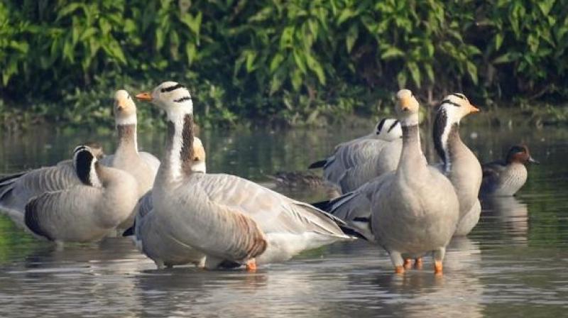 Decrease in arrival of migratory birds in Harike wetland of Punjab Decrease in arrival of migratory birds in Harike wetland of Punjab