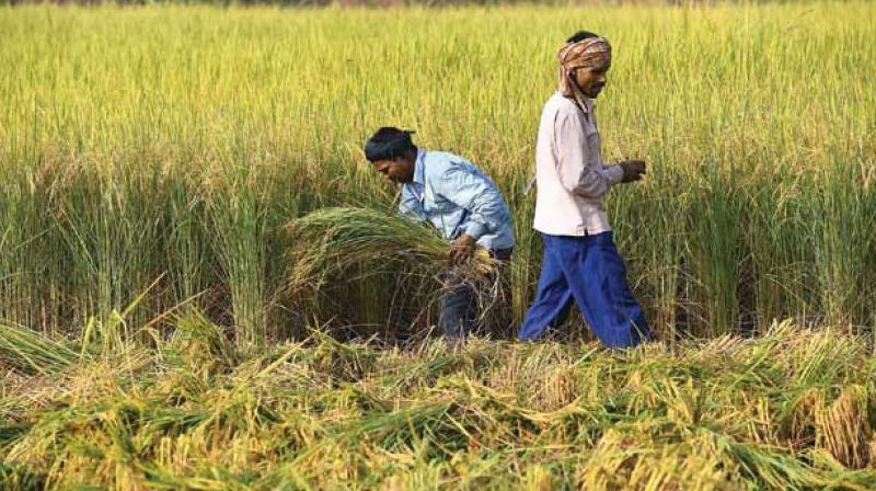 Villagers farmers