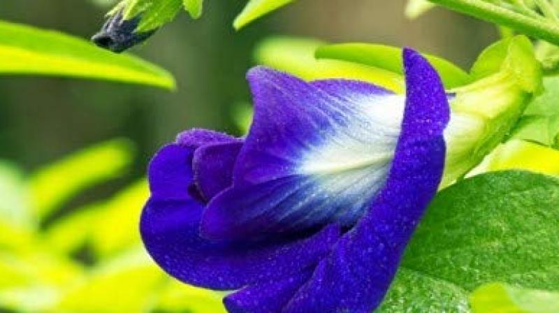 shankhpushpi Flower shankhpushpi Flower