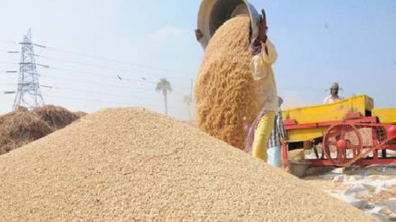 Will govt not procurement of wheat and paddy