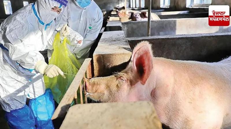 African swine flu threat in Himachal Pradesh, ban on buying and selling of pigs African swine flu threat in Himachal Pradesh, ban on buying and selling of pigs