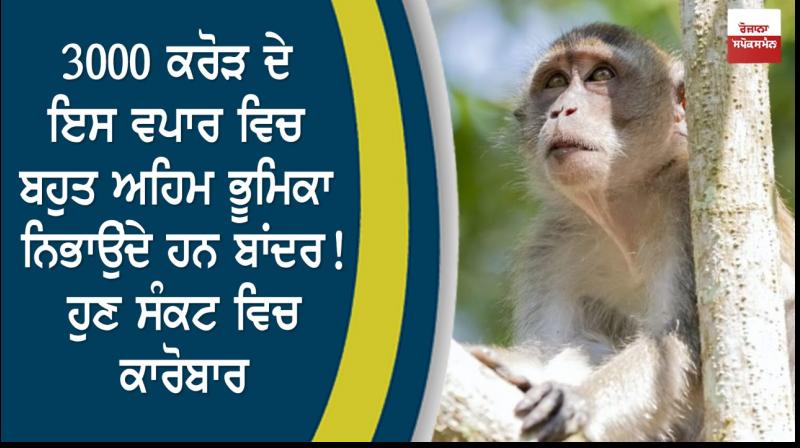 Monkey Monkey