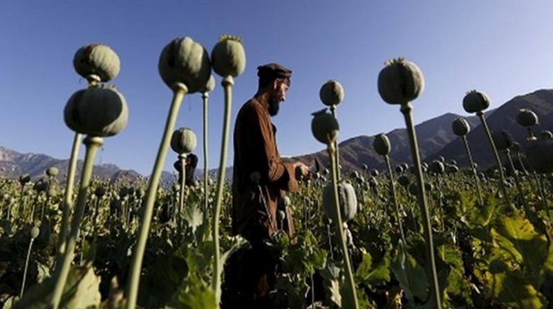 32 percent increase in opium cultivation in Afghanistan, UNODC. Revealed in the report