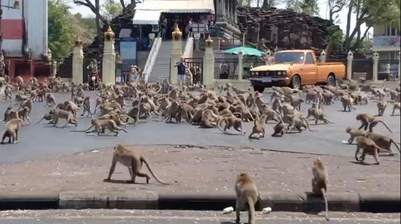 Dozens of monkeys arrive every day to meet a person for last 12 years know why 