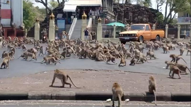 Dozens of monkeys arrive every day to meet a person for last 12 years know why Dozens of monkeys arrive every day to meet a person for last 12 years know why