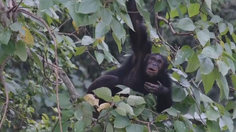 Chimpanzees seek out medicinal plants to heal their injuries: Study Chimpanzees seek out medicinal plants to heal their injuries: Study
