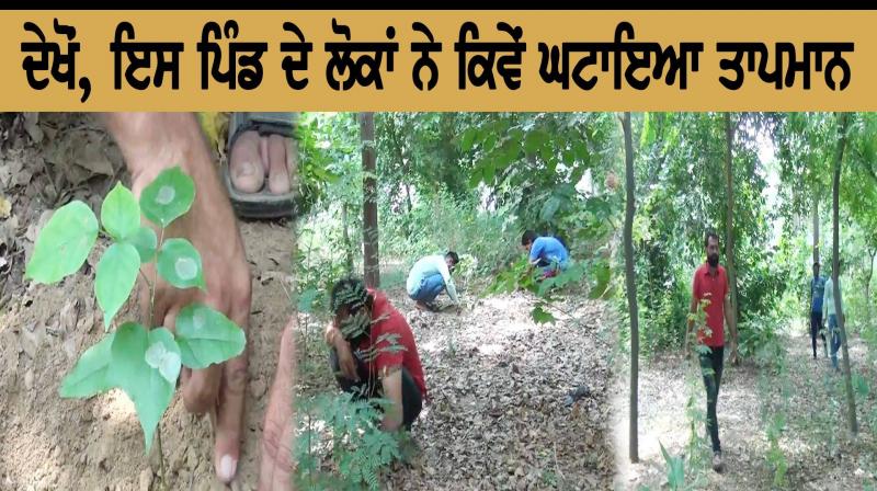 Barnala Plants Barnala Plants