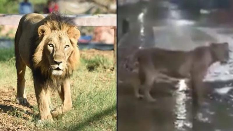 Video pride of lions seen on the roads of junagarh gujarat