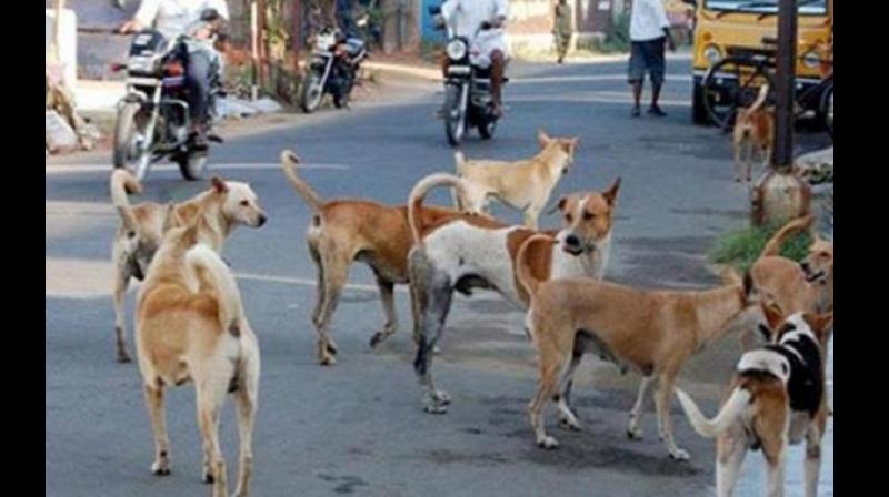 dogs attacked on 35 peoples