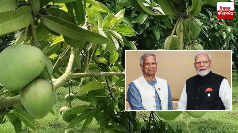 Bangladesh sends 1000 kg mangoes to PM Narendra Modi News Bangladesh sends 1000 kg mangoes to PM Narendra Modi News
