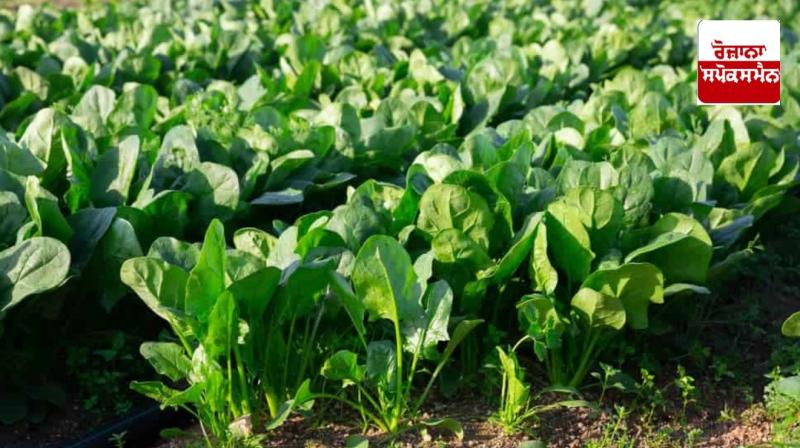 How to do spinach farming How to do spinach farming