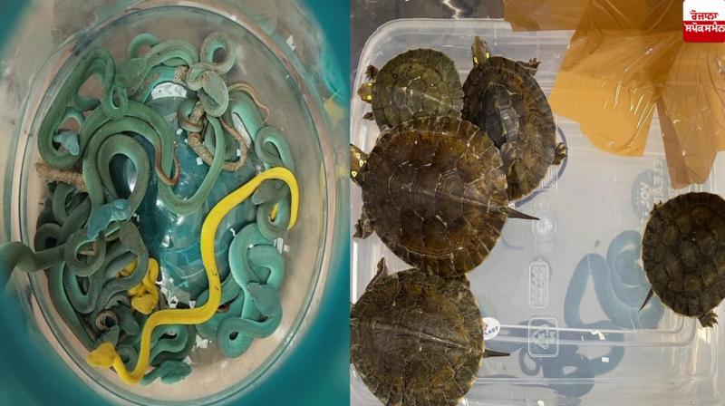 Passenger caught with 48 poisonous snakes at Mumbai airport Passenger caught with 48 poisonous snakes at Mumbai airport