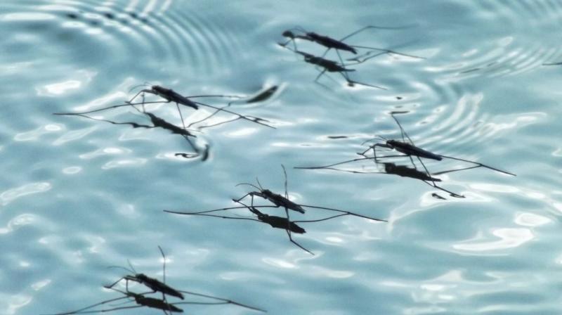 Why does mosquito not sink in water? Why does mosquito not sink in water?