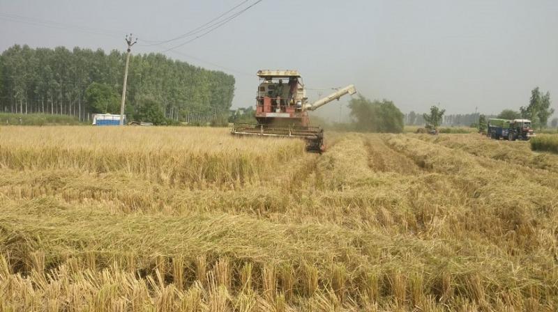 Iari pusa scientists had developed solution of parali stubble burning 2 years ago Iari pusa scientists had developed solution of parali stubble burning 2 years ago