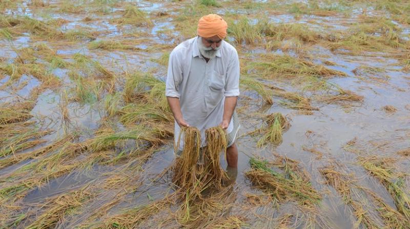 Punjab Farmer Agriculture Rain Crops Wheat