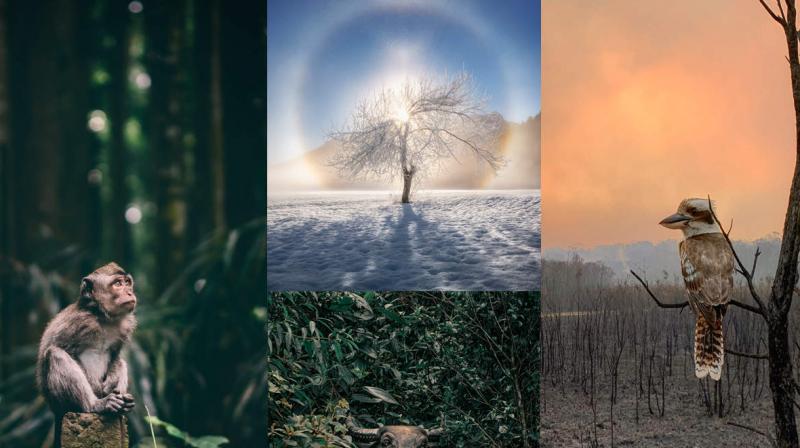 Best nature photography from sony world photography awards 2020 Best nature photography from sony world photography awards 2020