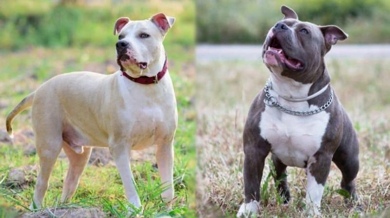 Pitbull Pitbull