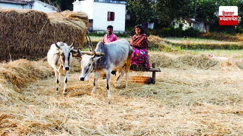 threshing wheat 