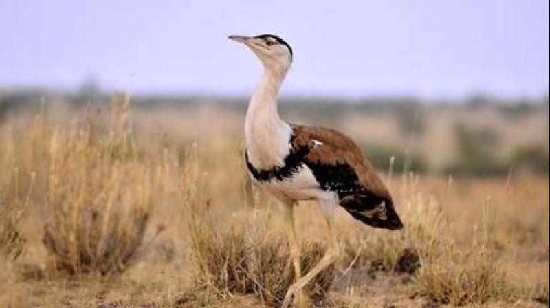 Great Indian bustard Great Indian bustard