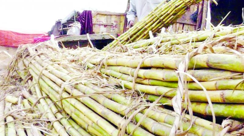 Sugarcane Sugarcane