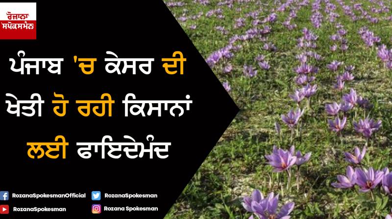 Saffron farming Saffron farming