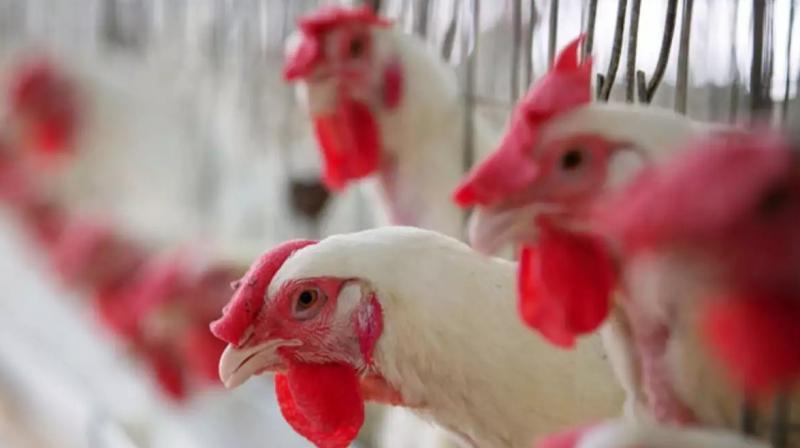 Chicken and egg price in india 2019 poultry prices may surge by up 20 percent