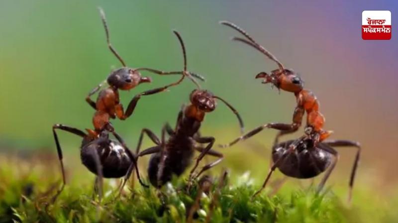 Adopt home remedies to get rid of flies Adopt home remedies to get rid of flies
