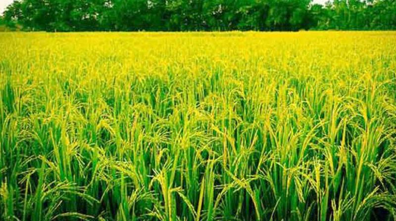 Crops Crops