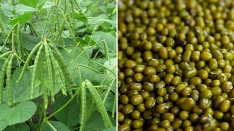 Moong Dal Cultivation Moong Dal Cultivation