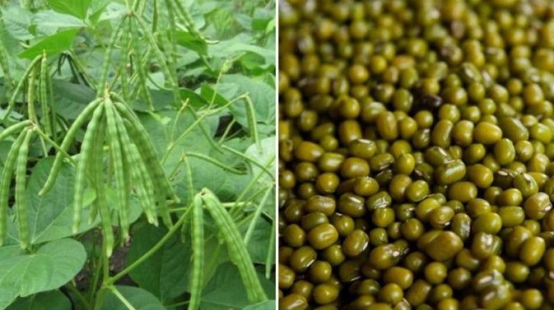  Moong Dal Cultivation