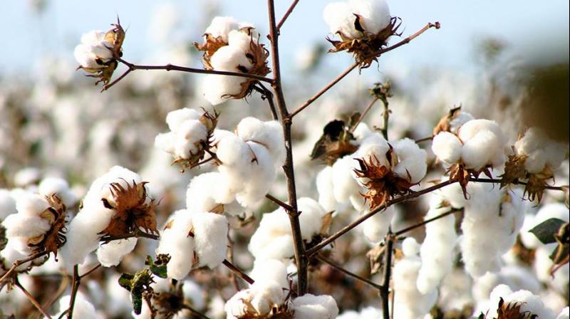 Cotton Farming