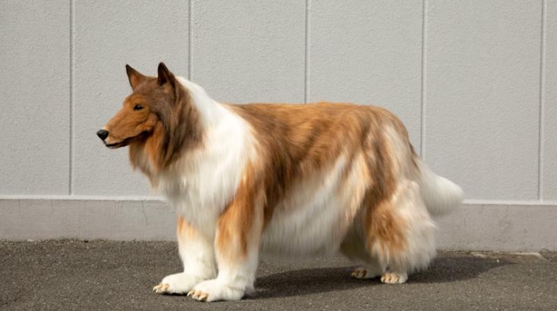 Man-made dog costs Rs 12 lakh in Japan Man-made dog costs Rs 12 lakh in Japan