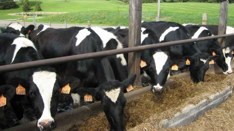 Agricultural support businesses are affected by dangerous diseases Agricultural support businesses are affected by dangerous diseases