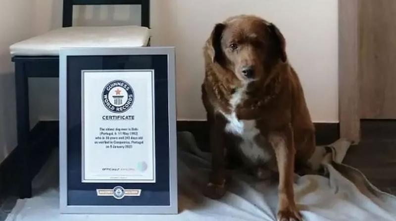 Bobi breaks Guinness World Record for oldest dog ever