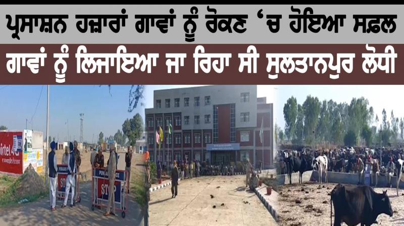 The administration prevented thousands of cows from getting to Sultanpur The administration prevented thousands of cows from getting to Sultanpur