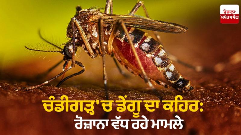  Dengue outbreak in Chandigarh: Daily increasing cases