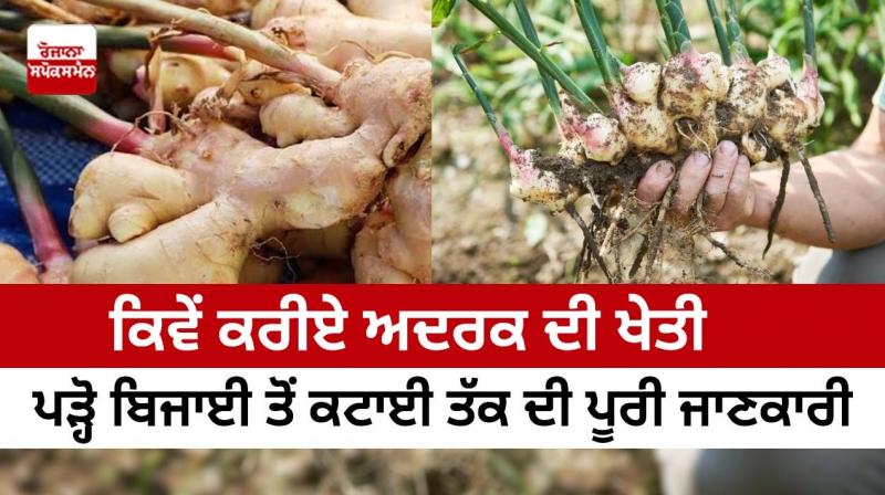 How to grow ginger, read complete information from planting to harvesting