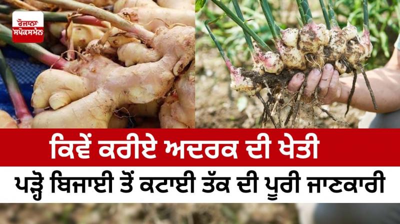 How to grow ginger, read complete information from planting to harvesting How to grow ginger, read complete information from planting to harvesting