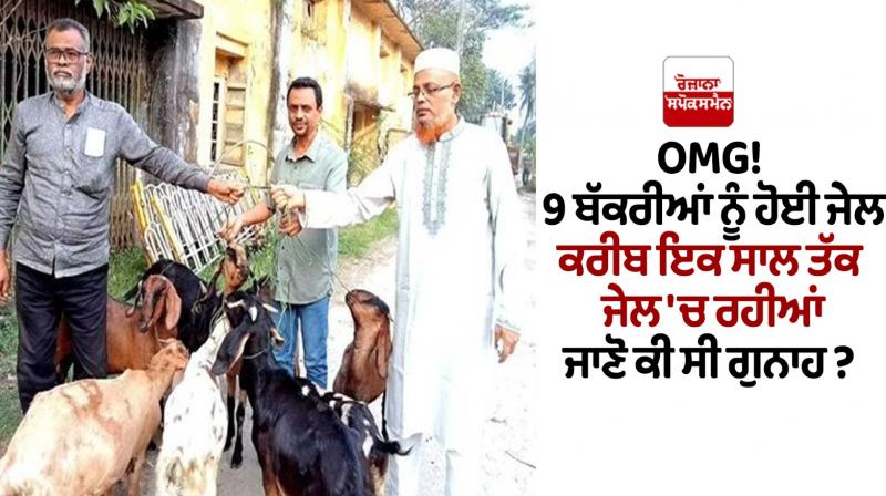 Ajab Gazab News: 9 Goats sent to jail for over 1 year Ajab Gazab News: 9 Goats sent to jail for over 1 year