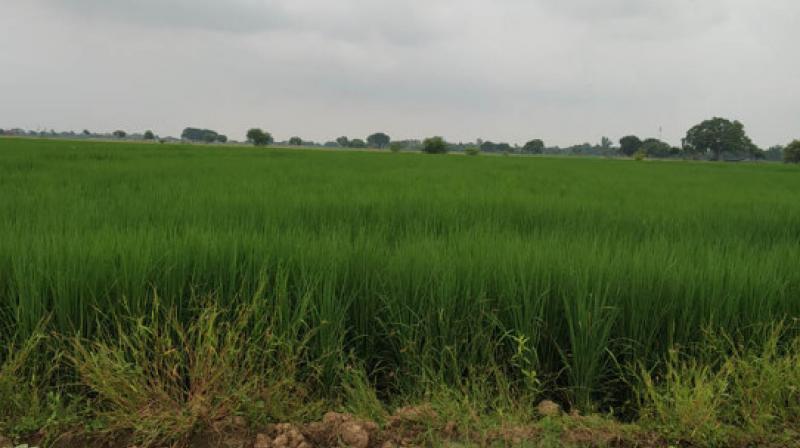 paady Crop paady Crop