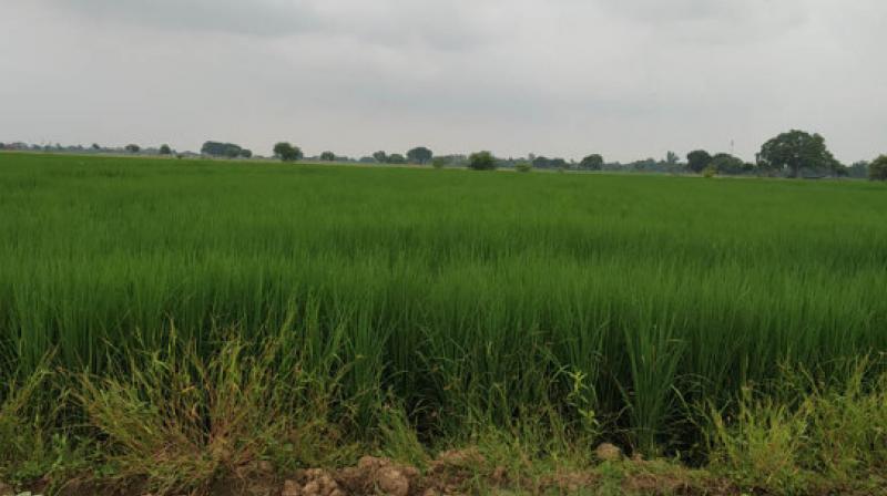 paady Crop